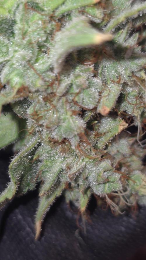 Blue gelato 41 (hydro)