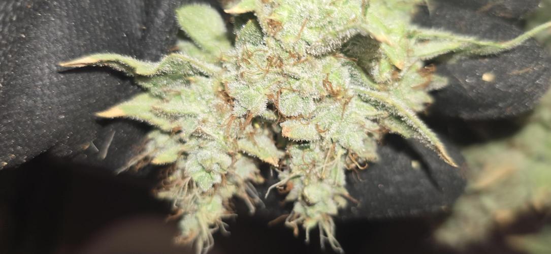 Blue gelato 41 (hydro). Week 14