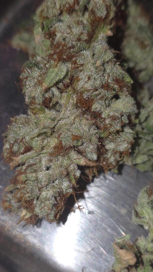 Blue gelato 41 (hydro)