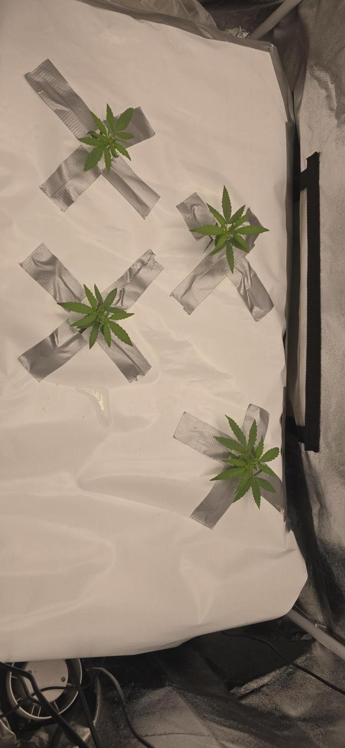 Orion f1 (hydro. Week 2