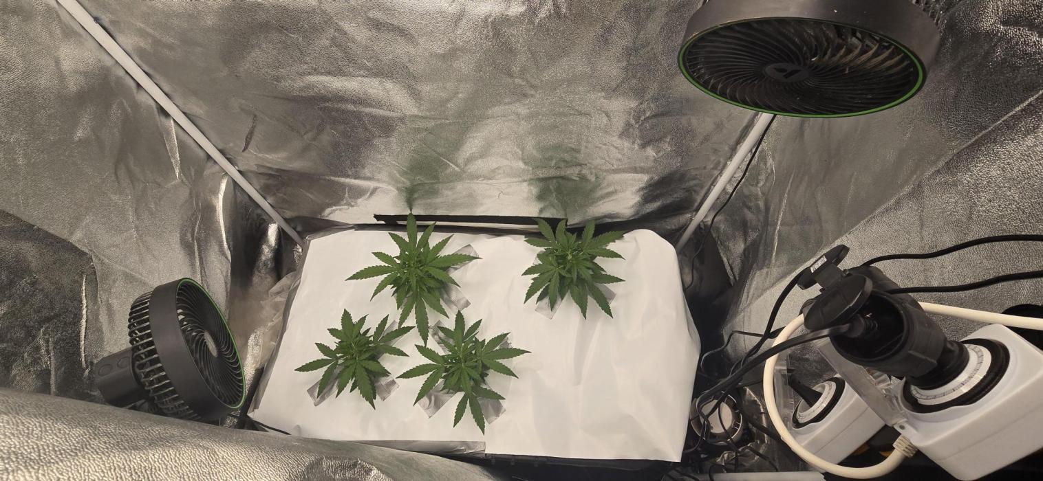 Orion f1 (hydro. Week 3