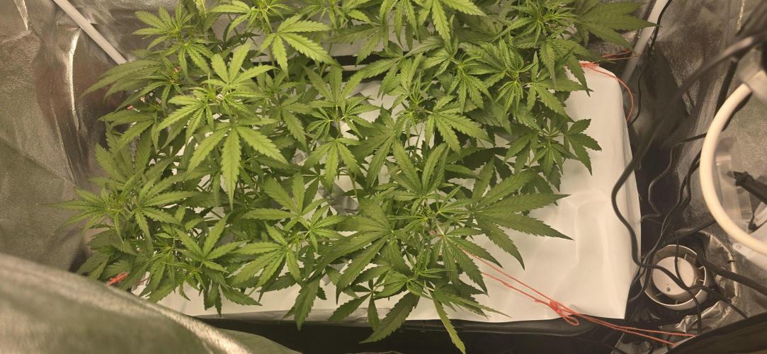 Orion f1 (hydro. Week 4