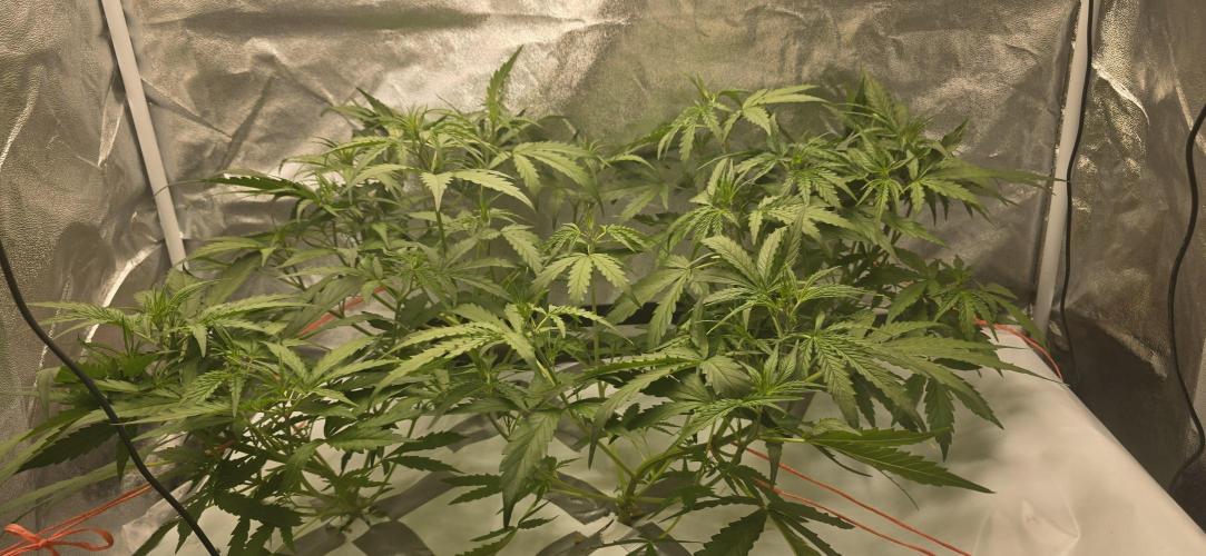 Orion f1 (hydro. Week 4