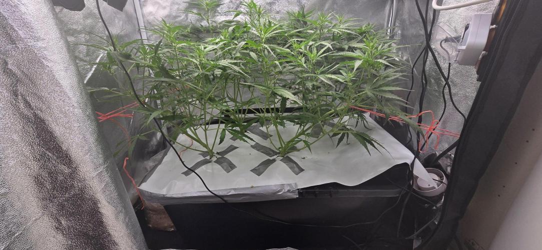 Orion f1 (hydro. Week 5