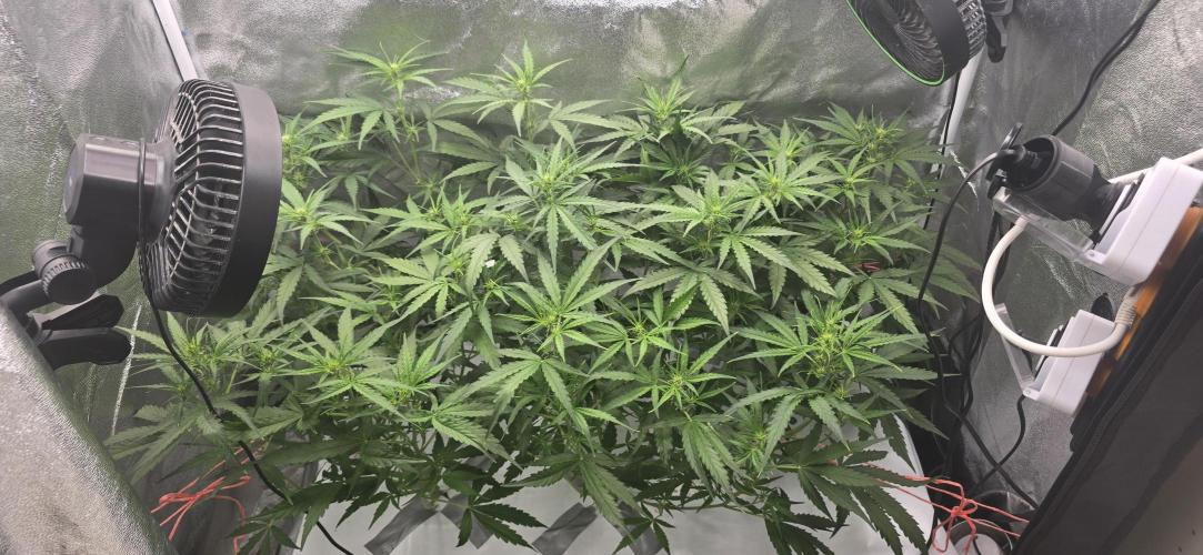 Orion f1 (hydro. Week 5