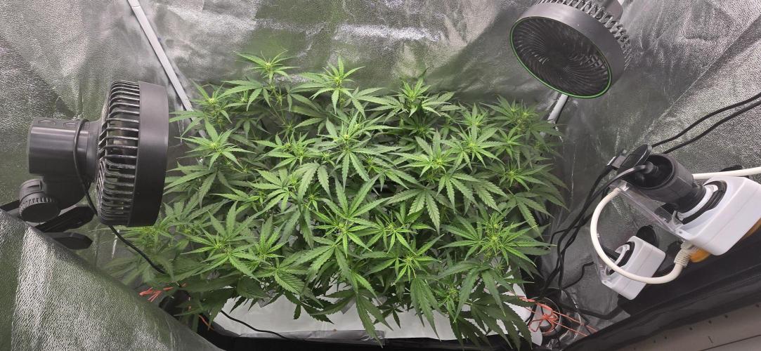 Orion f1 (hydro. Week 5