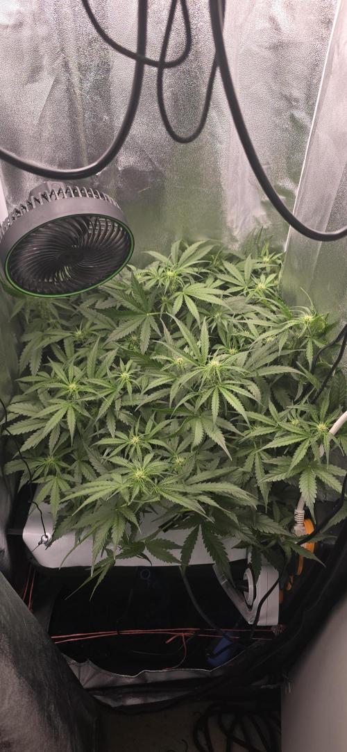 Gaia f1. Week 5