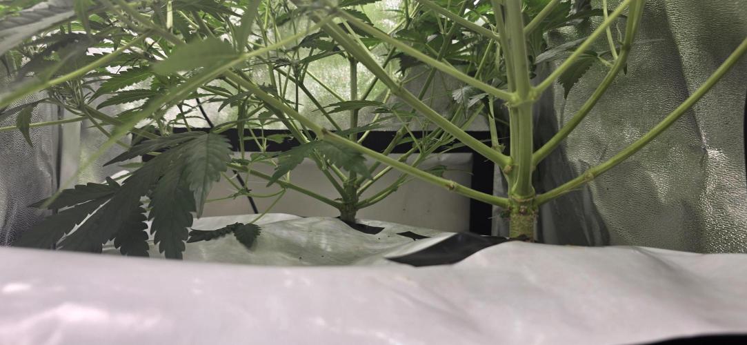 Gaia f1. Week 5