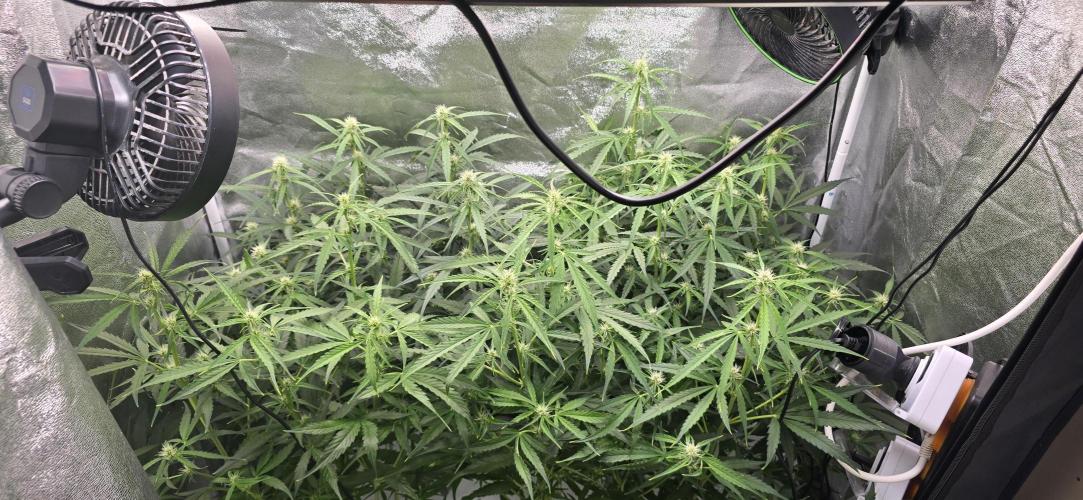 Orion f1 (hydro. Week 6