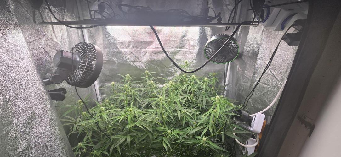 Orion f1 (hydro. Week 6