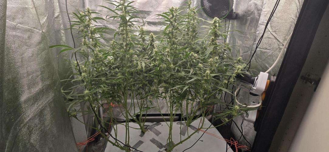 Orion f1 (hydro. Week 7