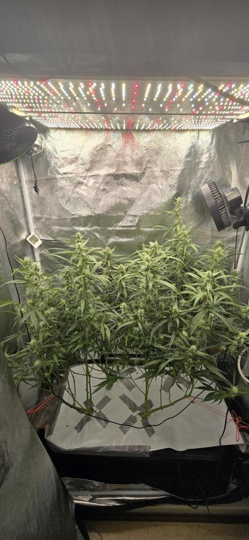 Orion f1 (hydro. Week 7
