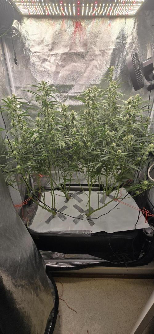 Orion f1 (hydro. Week 7