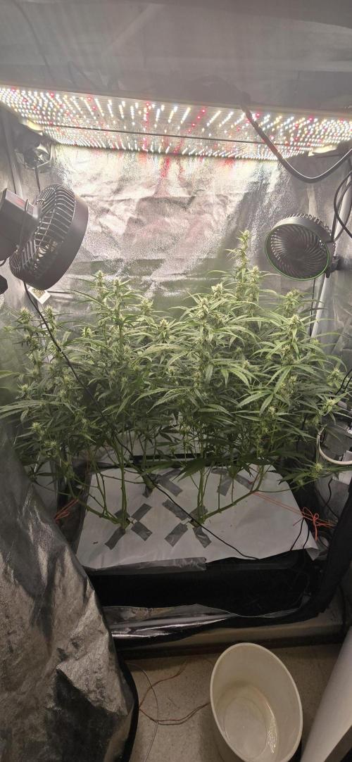 Orion f1 (hydro. Week 7