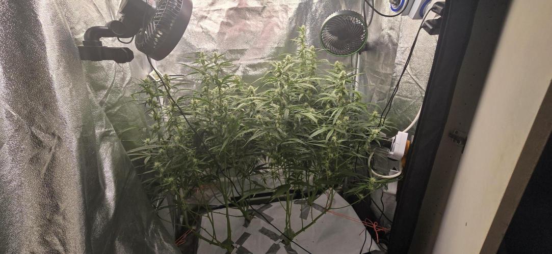 Orion f1 (hydro. Week 7