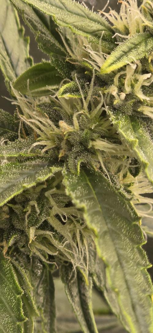 Orion f1 (hydro. Week 7
