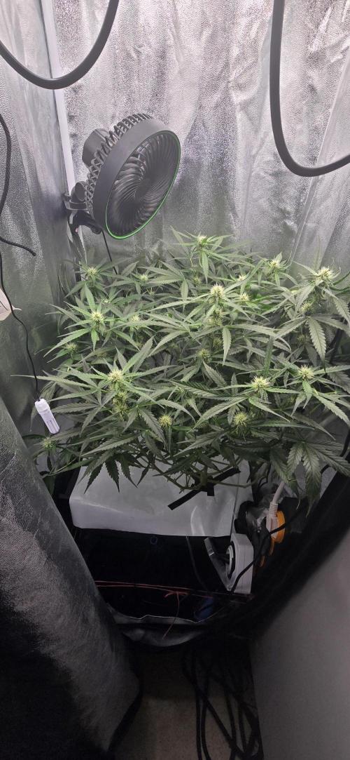 Gaia f1. Week 7
