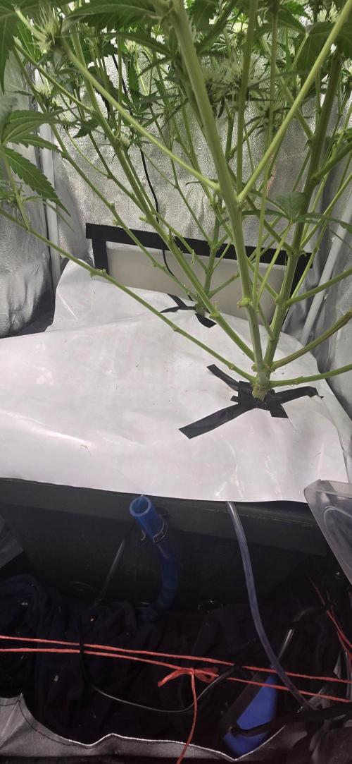 Gaia F1. Week 7