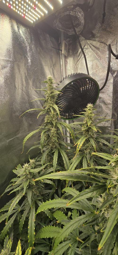 Orion f1 (hydro. Week 8