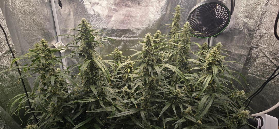Orion f1 (hydro. Week 8