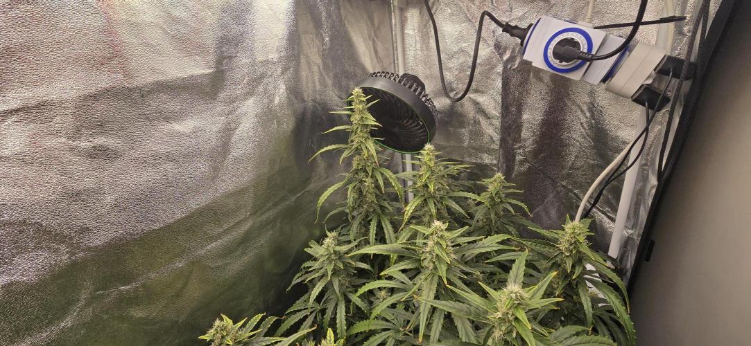 Orion f1 (hydro. Week 8