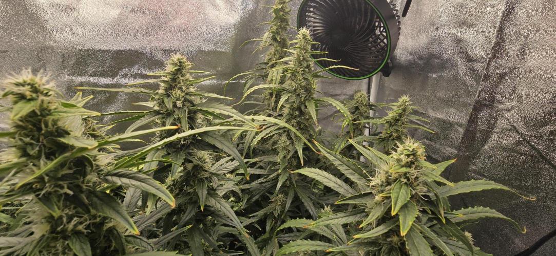 Orion f1 (hydro. Week 8