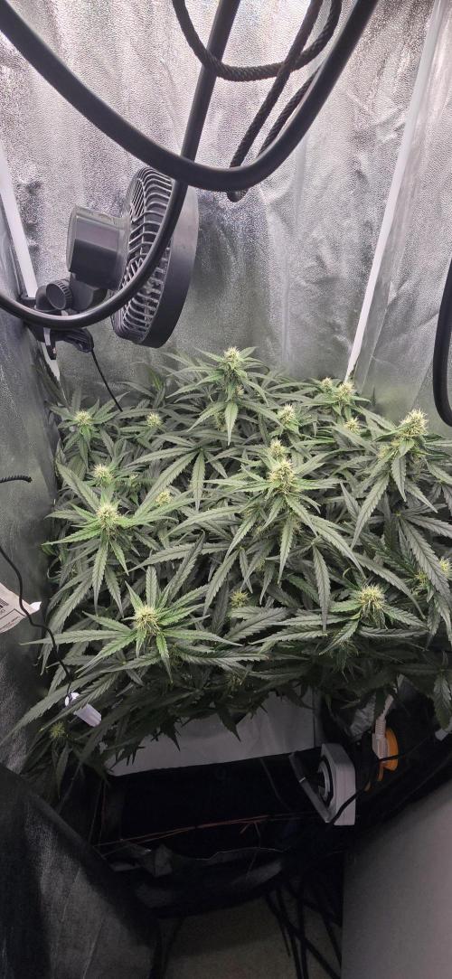 Gaia f1. Week 8