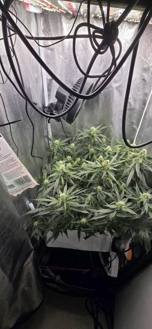 Gaia f1. Week 8