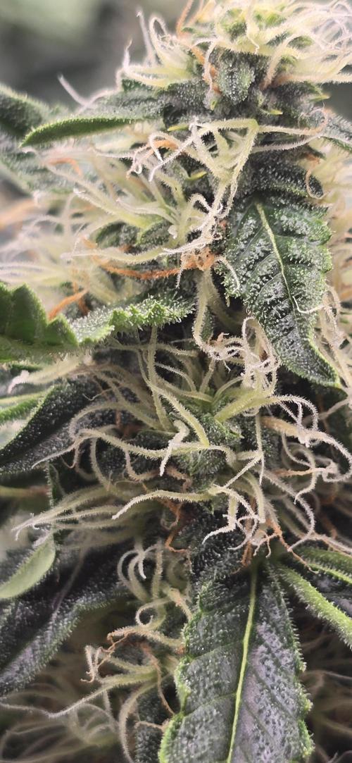 Gaia F1. Week 8