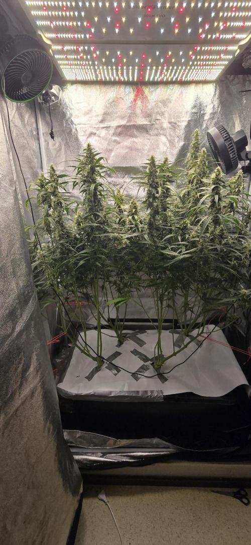 Orion f1 (hydro. Week 8