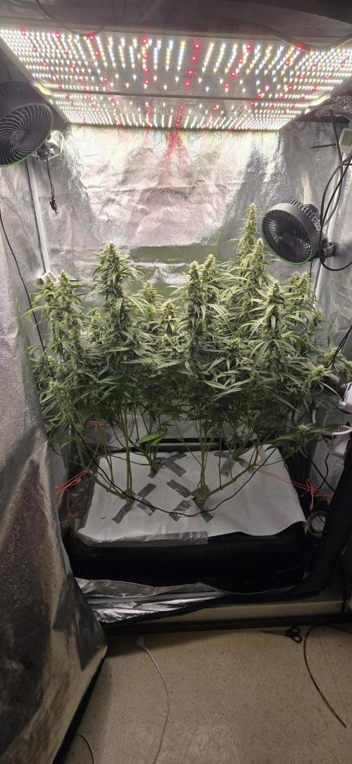 Orion f1 (hydro. Week 8