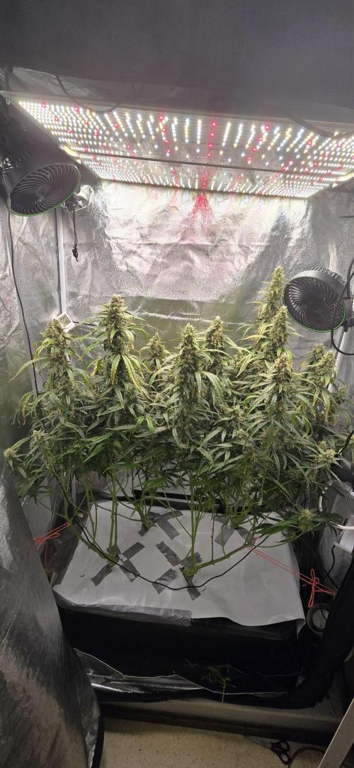 Orion f1 (hydro. Week 9