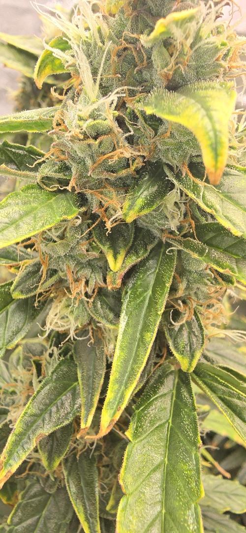 Orion f1 (hydro. Week 9
