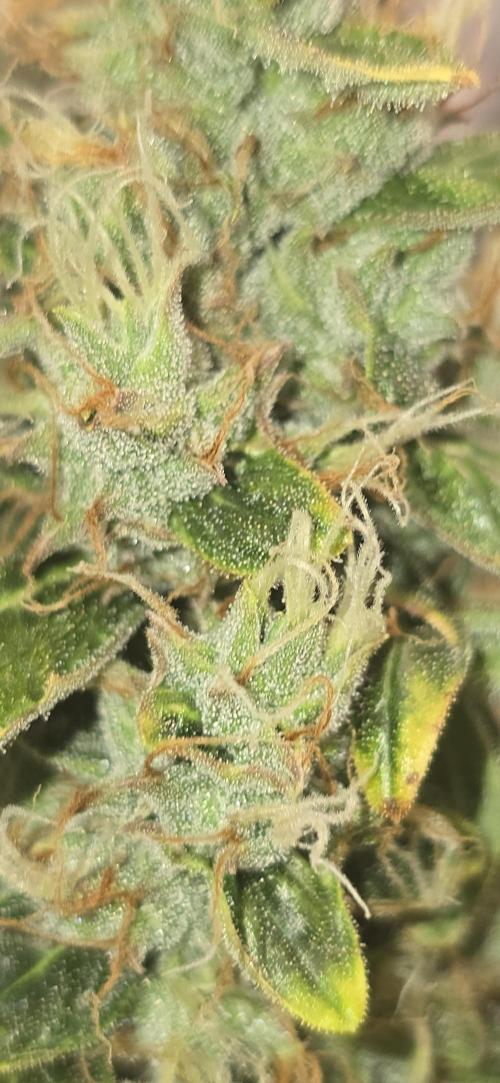 Orion f1 (hydro. Week 9