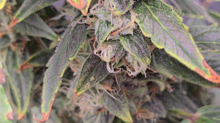 Orion f1 (hydro
