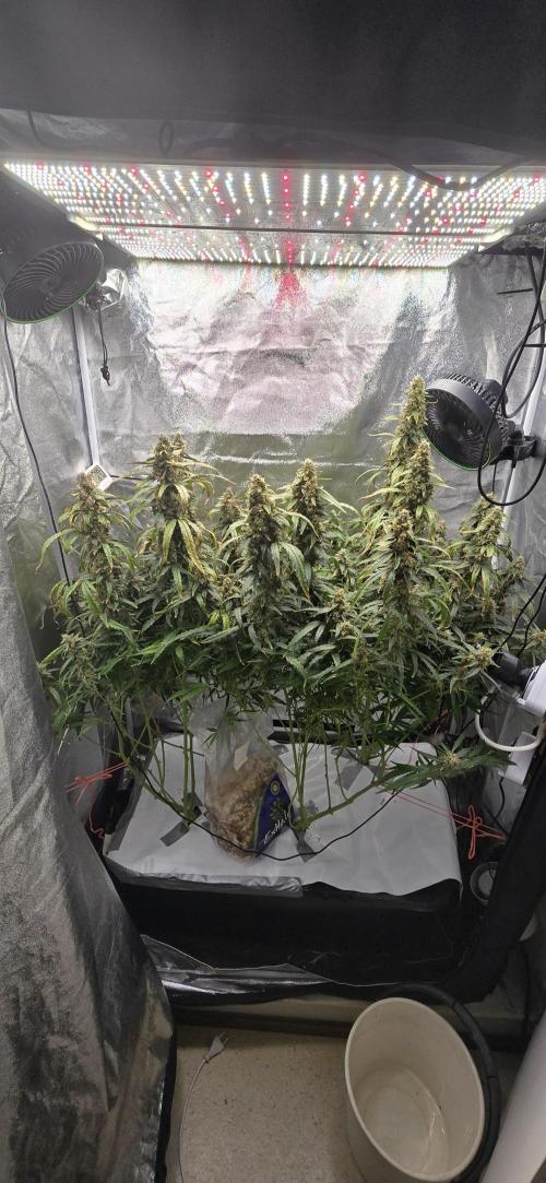 Orion f1 (hydro. Week 10