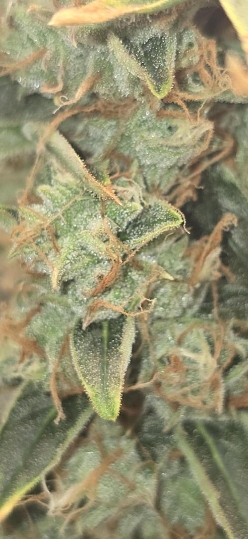 Orion f1 (hydro. Week 10