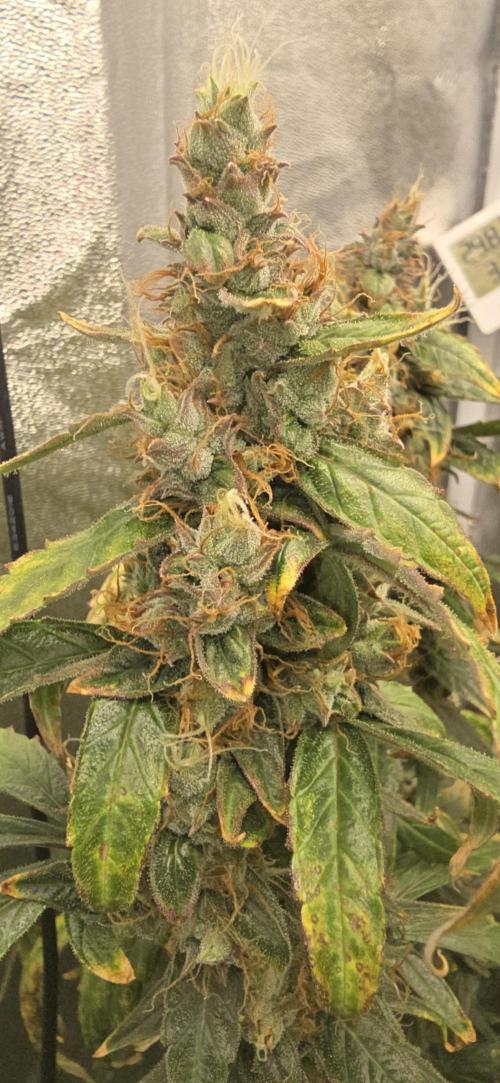 Orion f1 (hydro. Week 10