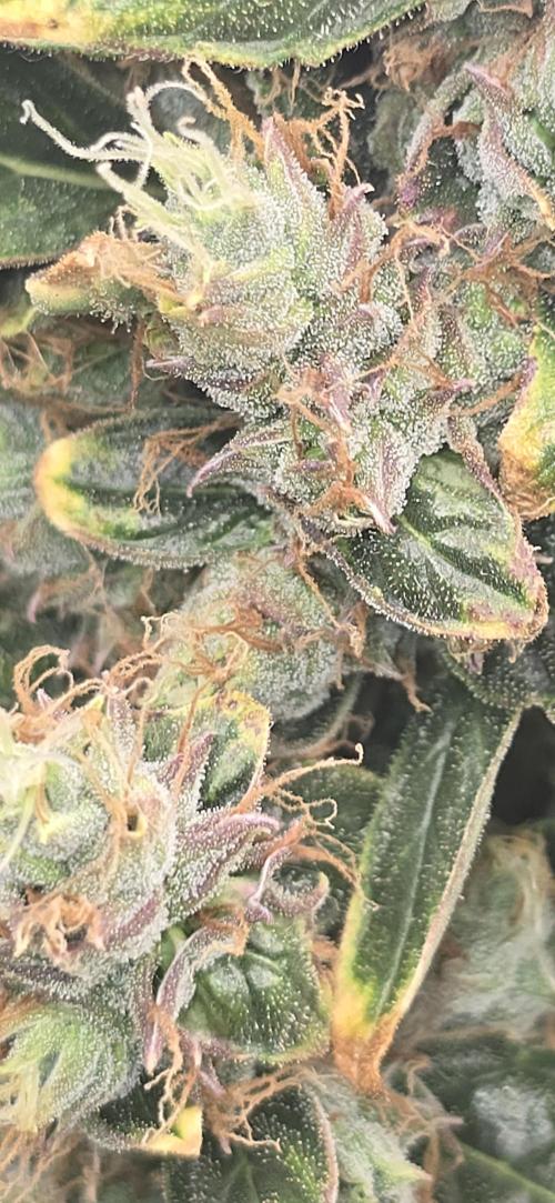 Orion f1 (hydro. Week 10