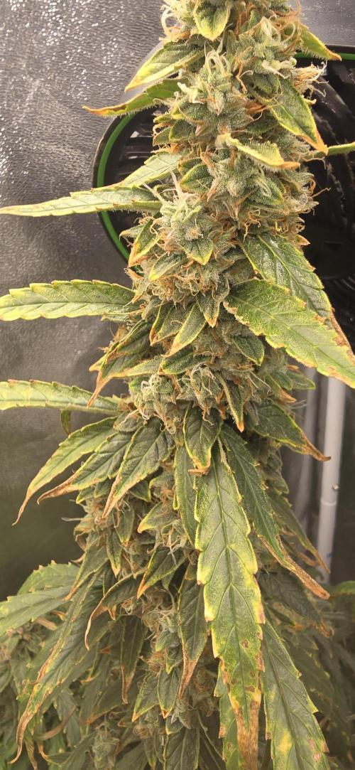 Orion f1 (hydro. Week 10