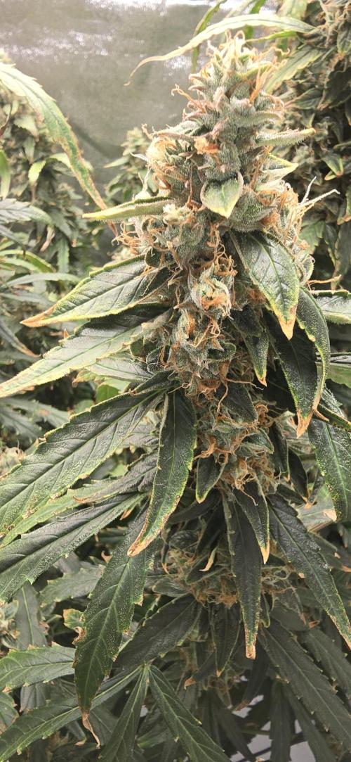 Orion f1 (hydro. Week 10