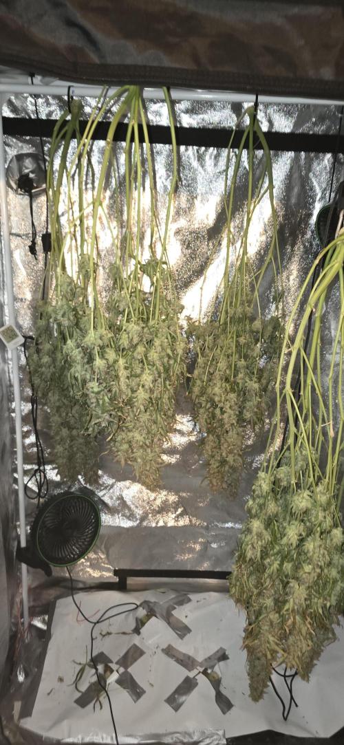 Orion f1 (hydro. Week 11