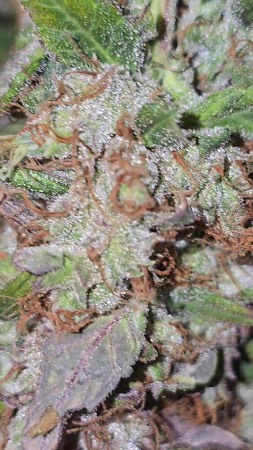 Orion f1 (hydro