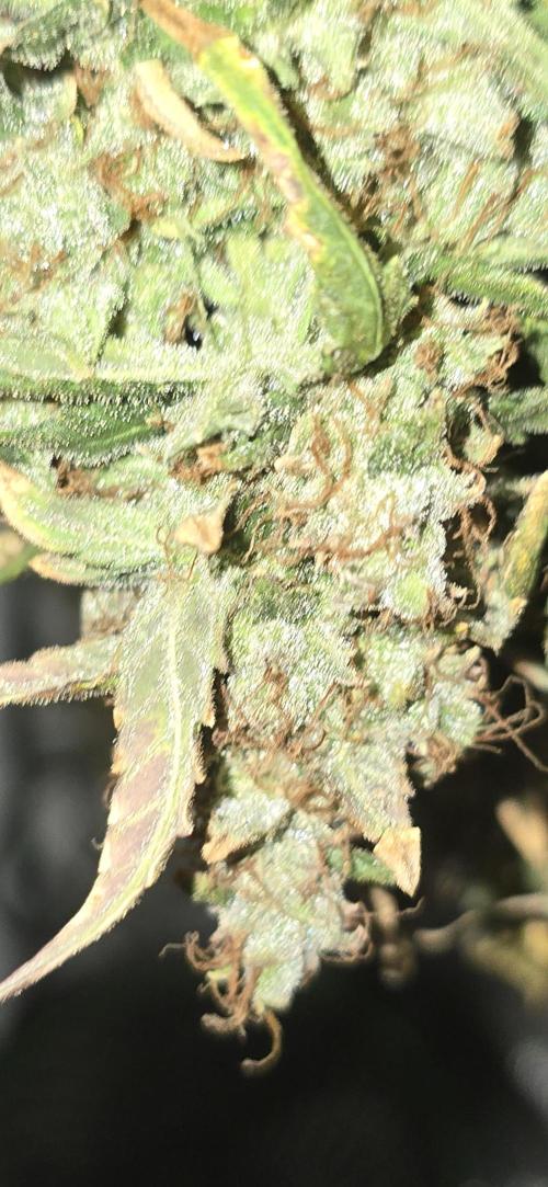 Orion f1 (hydro. Week 11