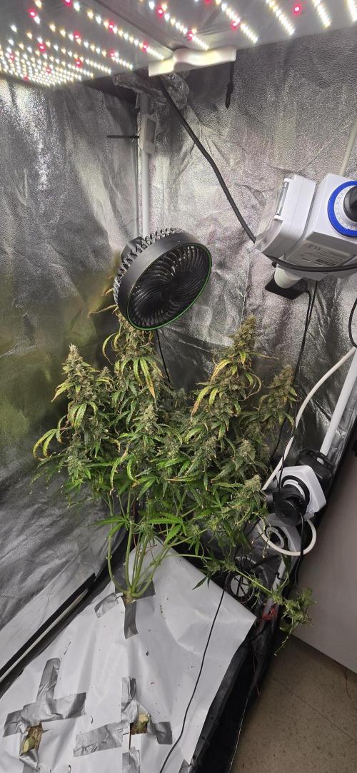 Orion f1 (hydro. Week 11