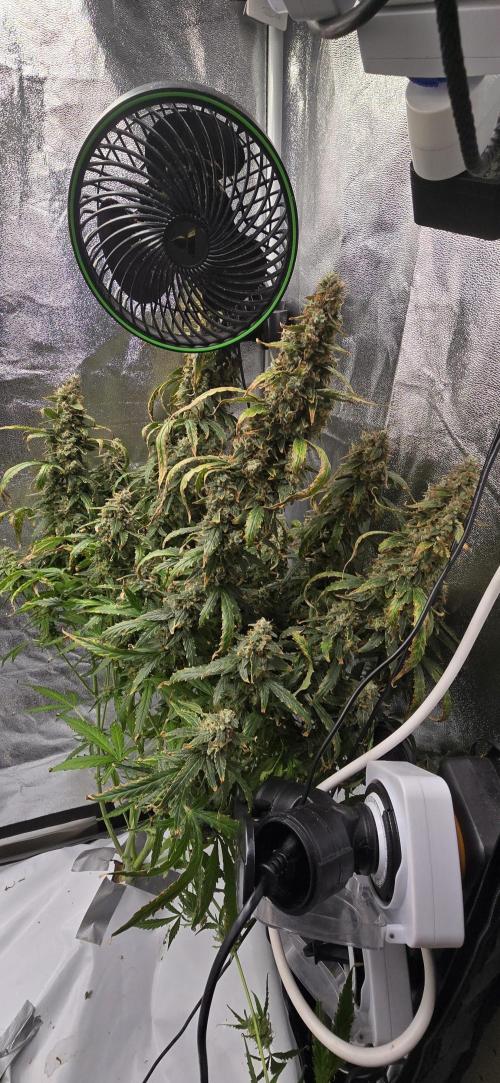 Orion f1 (hydro. Week 11