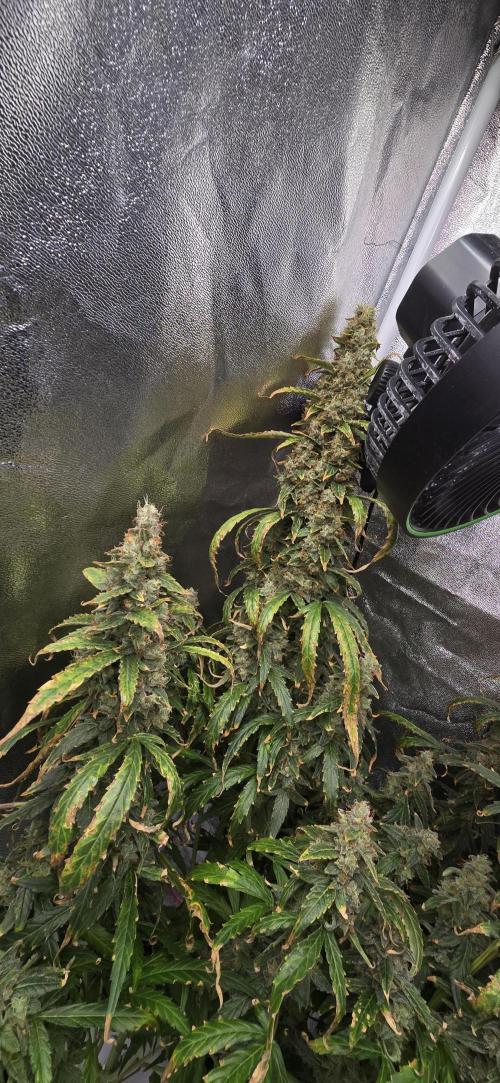 Orion F1. Week 11