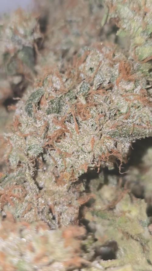 Orion f1 (hydro