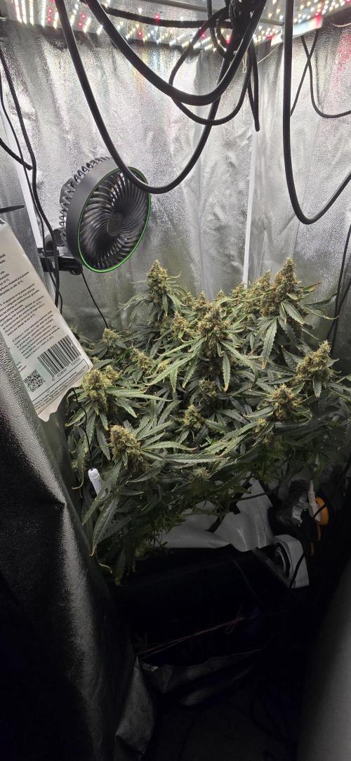 Gaia F1. Week 10