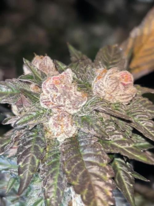 Second indoor grow